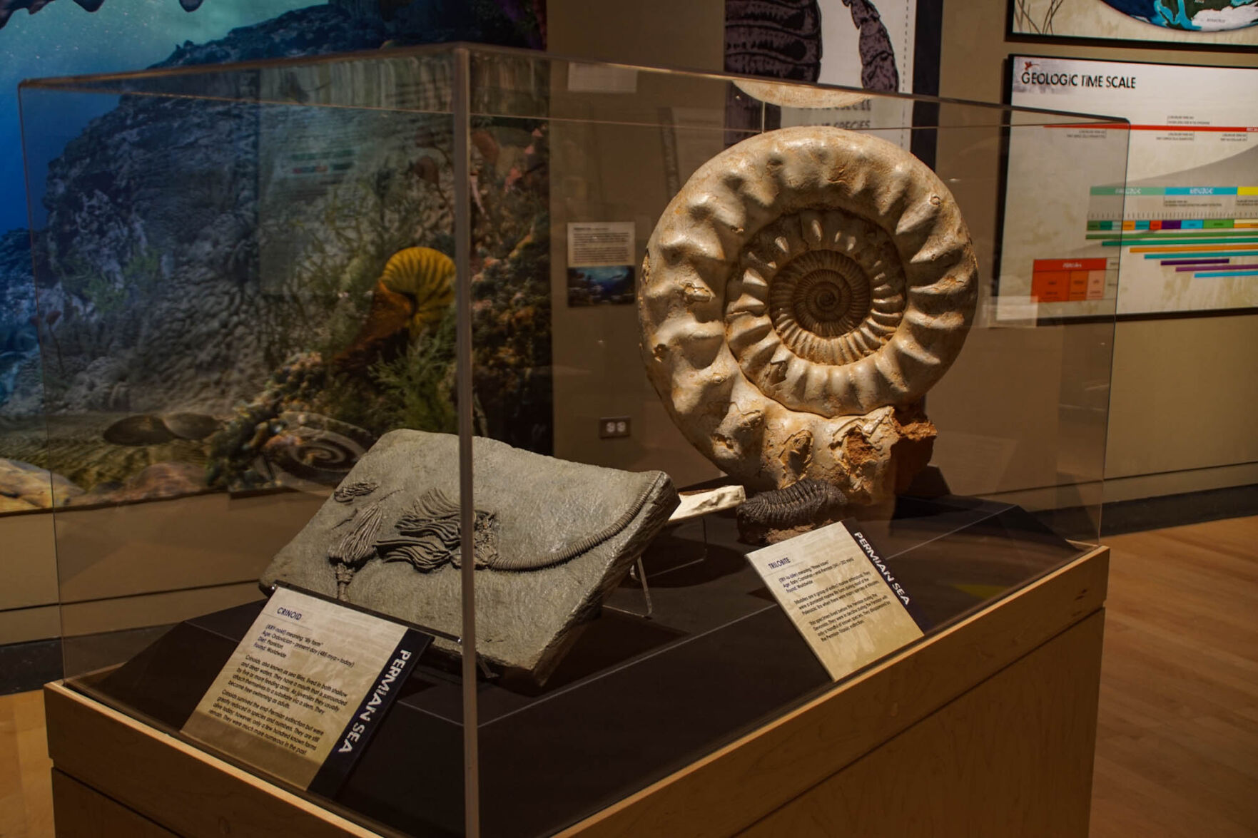 Fossils